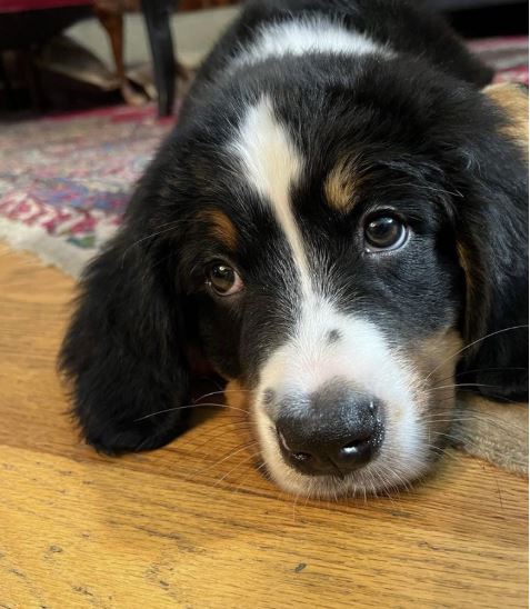 Sligo rests after a long day of work as Loyolas soon-to-be third therapy dog. 