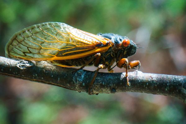 Cicada-Calamities