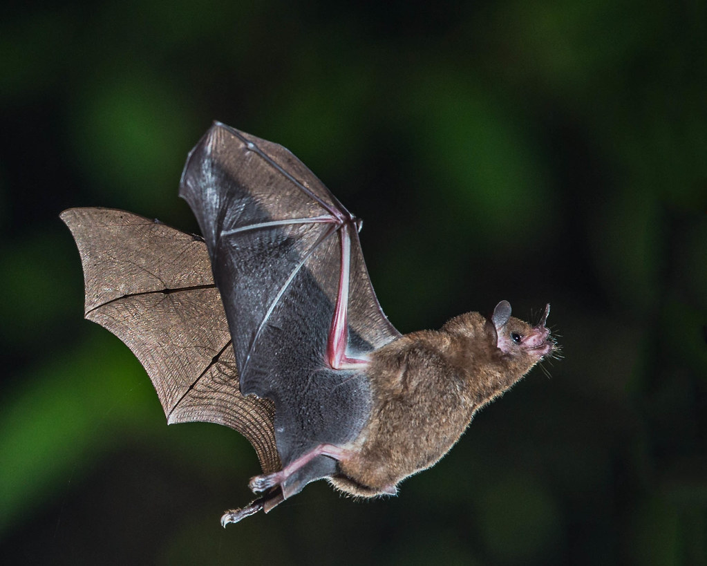 Bats are often thought of mammals who can spread disease to humans.